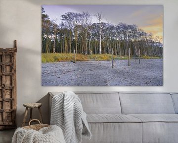 Bomen op het strand van de Baltische Zee. Klein bos