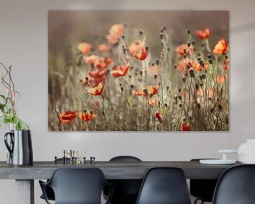poppies in morninglight by Els Fonteine
