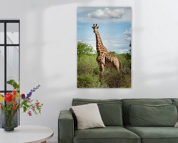 Giraffe in Mapungubwe National Park, South Africa by Paula Romein