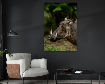 Warthog portrait - South Africa by Paula Romein