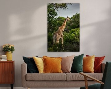 Giraffe at Leadwood Big Game Estate - Hoedspruit by Paula Romein