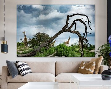 Giraffen in Makgadikgadi National park - Botswana van Paula Romein