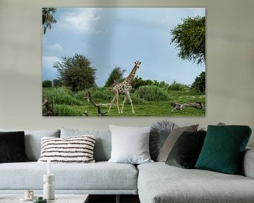 Giraffe in Makgadikgadi National park - Botswana by Paula Romein