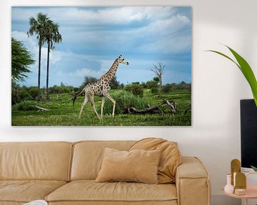 Giraffe in Makgadikgadi National park - Botswana by Paula Romein