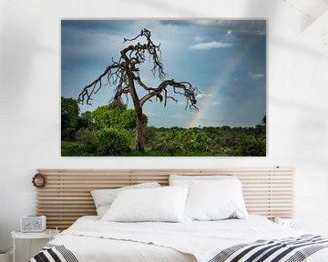 Regenboog in het Makgadikgadi National park in Botswana van Paula Romein