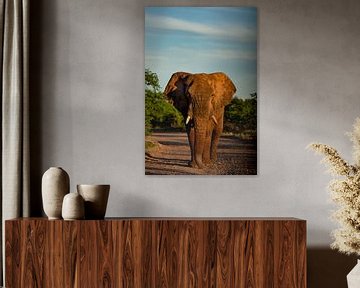 Elephant in Mapungubwe National Park, South Africa by Paula Romein