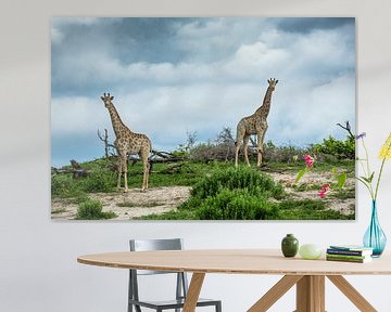 Giraffes in Makgadikgadi National park - Botswana a by Paula Romein
