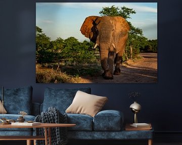 Elephant in Mapungubwe National Park, South Africa by Paula Romein