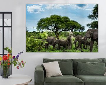 Elephants in Makgadikgadi National park - Botswana by Paula Romein