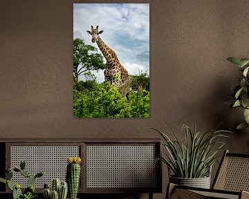 Giraffe in Moremi Game Reserve, Botswana by Paula Romein