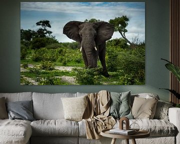 Elephant in Moremi Game Reserve, Botswana by Paula Romein