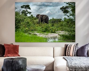 Elephant in Moremi Game Reserve, Botswana by Paula Romein