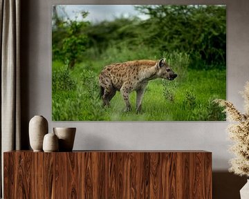 Hyena in Moremi Game Reserve, Botswana by Paula Romein