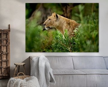 Lioness in Moremi Game Reserve, Botswana by Paula Romein