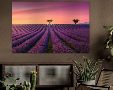 Lavender fields at sunset, Valensole by Stefano Orazzini