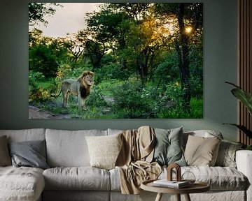 Lion at Leadwood Big Game Estate, Hoedspruit by Paula Romein