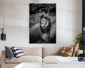 Lion at Leadwood Big Game Estate, Hoedspruit by Paula Romein