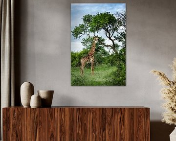 Giraffe in Hoedspruit by Paula Romein