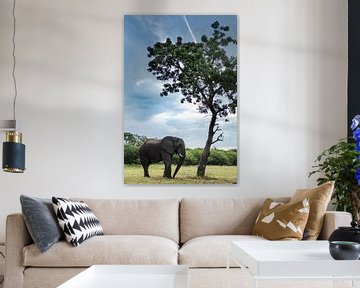 Elephant in Hoedspruit by Paula Romein