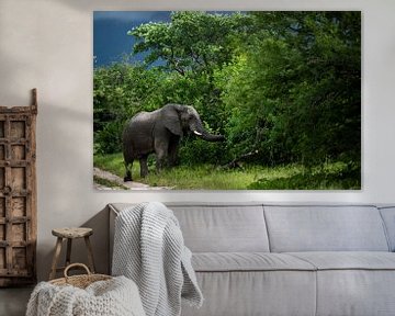 Elephant in Hoedspruit by Paula Romein