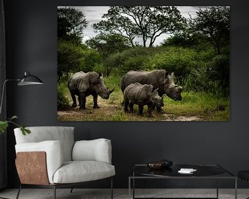 South African rhino family by Paula Romein