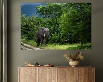 Elephant in Hoedspruit by Paula Romein