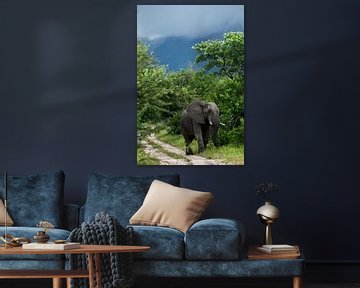 Elephant in Hoedspruit by Paula Romein