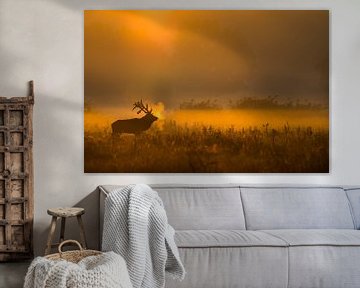 Red deer at dawn by Peter Lambrichs