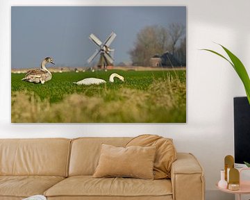 De zwanen bij de molen