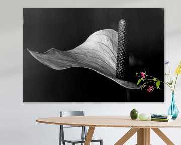 Large flamingo flower black and white