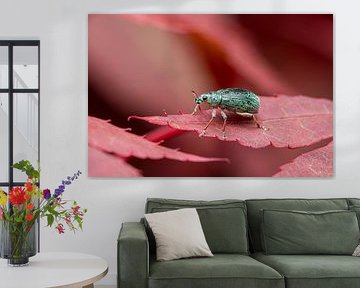 Weevil on red leaf