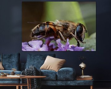 Insect on flower