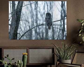 Great grey owl in the forest by Sven Scraeyen