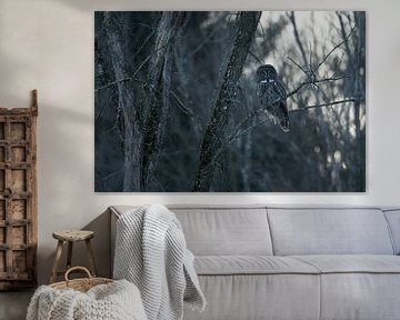 Great grey owl in the forest by Sven Scraeyen
