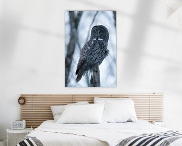 Portrait of Great grey owl, Canada January 2025 by Sven Scraeyen