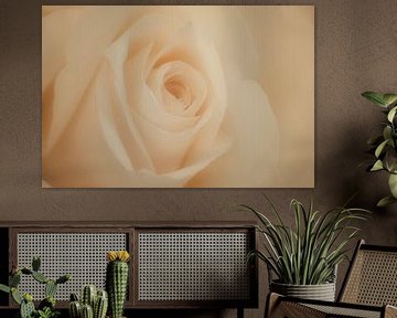 Roos in close-up - een kunstwerk op zich van Nick Holland