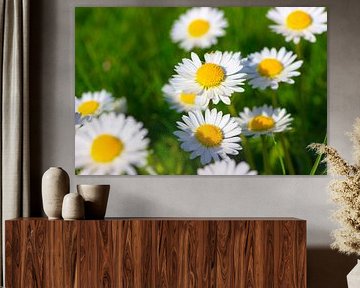 De belles marguerites dans l'herbe