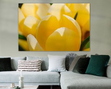 Fleurs jaunes