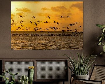 Flamingoes fly at sunset in Suriname by Patricia Hofmeester