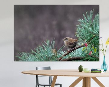 Winterkoninkje in het groen