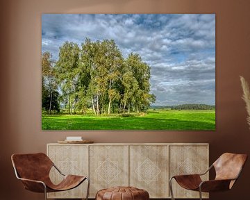 Birkengruppe im Sommer