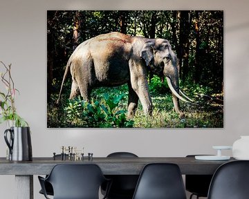 Königlicher Indischer Elefant im Mudumalai National Reserve von Madan Raj Rajagopal