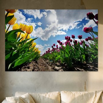 field of red and yellow tulips against a blue sky with sun and white clouds by Riekus Reinders