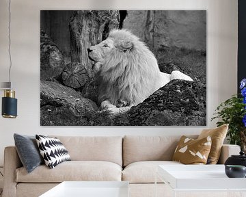 White lion in black and white.