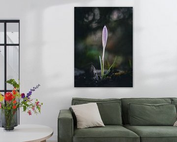 Einzelner hervorsprießender Krokus