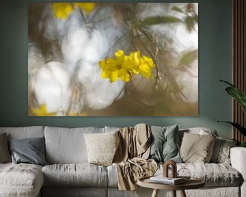 yellow flowers, winter jasmine by Steffi Hommel
