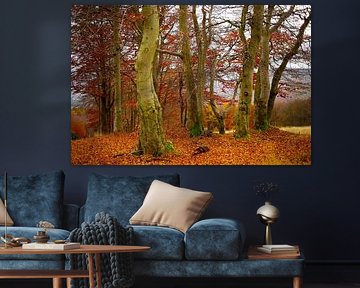 Beech trees in autumn