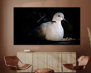 Licht uit, spot aan!