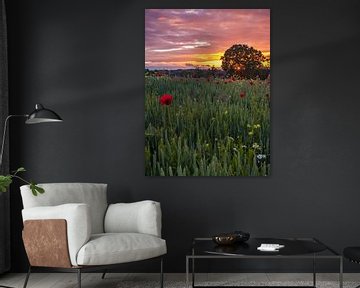 Zonsondergang met bloemen in de Vogezen