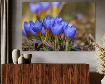 Lente ontwaken